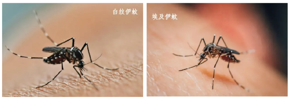 警惕基孔肯雅热！佛山超4800例确诊，你家纱窗，能否守住健康防线？